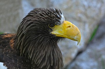 Portrait Of A Stellers Sea Eagle