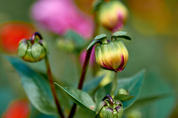 red and yellow flowers