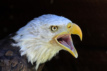 Screaming Bald Eagle