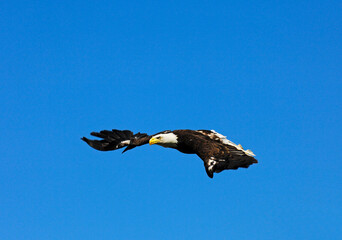 Flying Bald Eagle