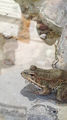 Grenouille