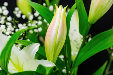 An unopened lily flower close-up on a black background.