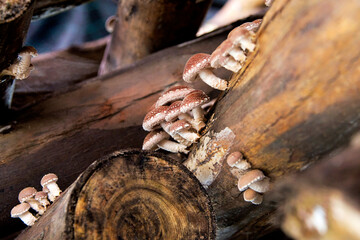 Shiitake on wooden logs 1