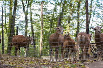 Naklejka na ściany i meble Deer and goats stand behind a net outdoors against a background of trees