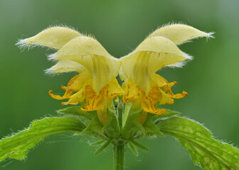 gewöhnliche goldnessel, gelbe blüten als nahaufnahme vor grünem hintergrund im frühling, lamium...