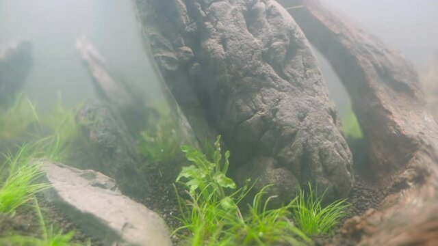 4K cinematic of newly setup aquatic plant tank made with frodo stones arrangement on soil substrate with plant (Hemianthus callitrichoides cuba) with co2 diffuser