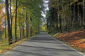 Naklejka premium autumn
