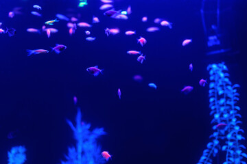 Fototapeta na wymiar Neon glow fish color freshwater aquarium. Underwater in the neon light. The screen is dark aquarium. Blurry background. Selective Focus.