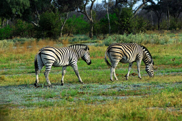 Fototapeta na wymiar Zebras In The African Savanna, Africa