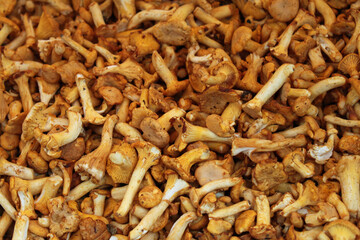 Mushroom