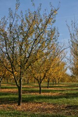champ d'arbres fruitiers en automne