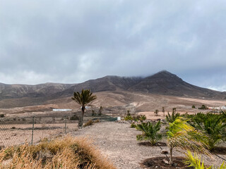 Fototapeta premium landscape with trees and sky
