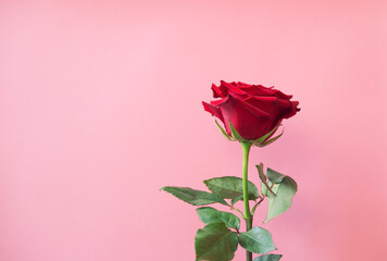 Red rose on pink background