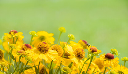 Nature Background with Yellow Helenium flowers