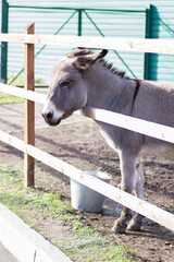 Fototapeta premium A beautiful donkey stands peeping out from behind a wooden fence