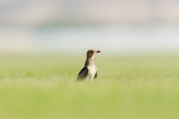 Collard pratincole on green grass field. green color background. Glareola Pratincola Bahrain