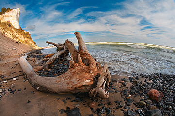 root on the beach