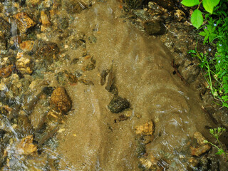 Through the clear waters of a mountain river, a trout is swimming underwater. The transparent waters allow  seeing the sandy river bottom. Cibin river, Carpathia, Romania