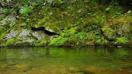 Fototapeta na wymiar A mountain river flowing along a mossy huge cliff. The moss reflects on the clear water luster. Latorita river, Carpathia, Romania.