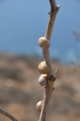 Snails, caracoles