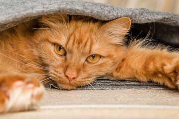 fluffy ginger cat lies under a blanket close-up. red cat is resting in a cozy house