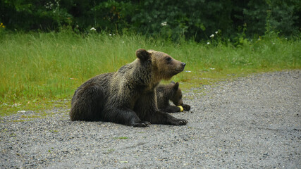 Obraz premium Mother bear and her cub feeding with treats from tourists passing by them. Fagaras Mountains, Romania. 