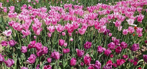  tulips flower in the garden
