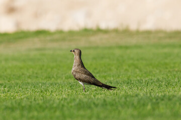 Collard pratincole on green grass field. green color background. Glareola Pratincola Bahrain
