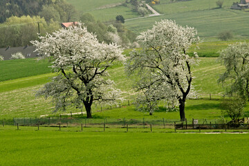 spring