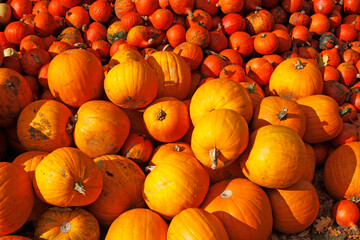 pumkins