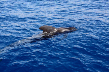 Fototapeta premium Whale