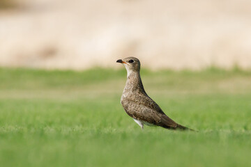 Collard pratincole on green grass field. green color background. Glareola Pratincola Bahrain