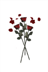 Red roses with white background illustration. Vector illustration