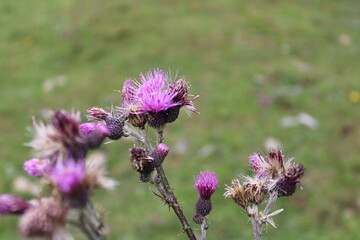 thistle