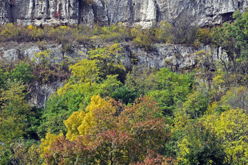 Trees on the rocks