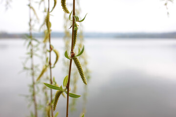 CLose-up of willow tree branches with young green catkins on river and sky background. Spring landscape. Natural background