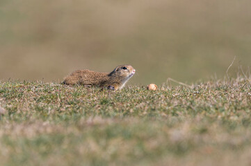 Spermophilus citellus eating and playing with a walnut on the meadow