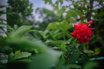 Red rose flower in the garden