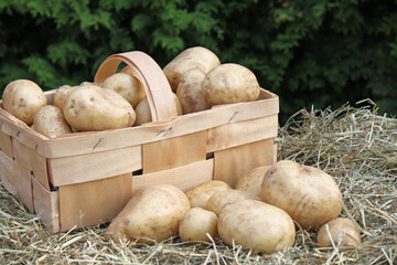 Potato