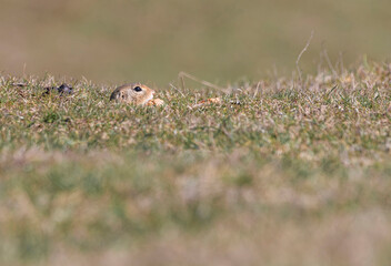 Spermophilus citellus eating and playing with a walnut on the meadow