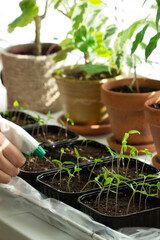 Home-grown tomato seedlings. The woman is watering the seedlings.