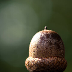 Fall Acorn Macro #01