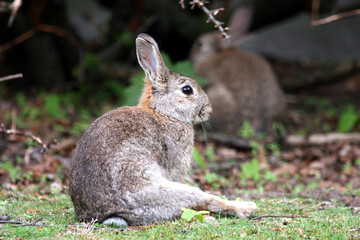 Rabbit