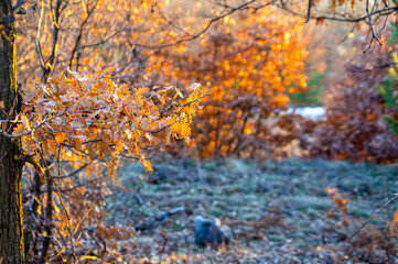 nature in  Bulgaria in winter