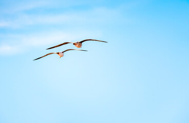 Duas gaivotas a voar  num céu azul