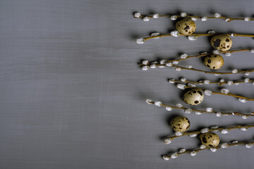 Pussy willow branches with  quail eggs on grey background. Spring and Easter holiday concept.