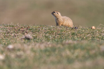 Spermophilus citellus eating and playing with a walnut on the meadow