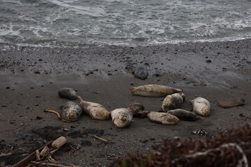 seals with center one looking at camera
