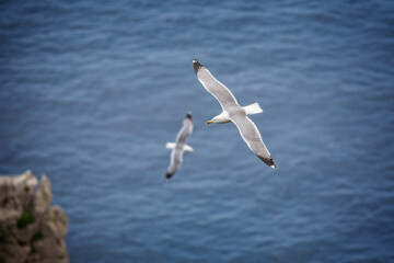 Fototapeta na wymiar Seagulls flying over the blue sea. Seagulls flying at the Faraglioni cliffs on island of Capri, Tyrrhenian Sea, Italy