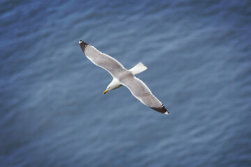 Seagull flying over the blue sea. A large white water bird hovers over the deep blue sea, Tyrrhenian sea, Capri island, Italy